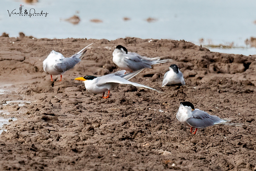 River Tern